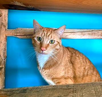 Photo of Skipper
