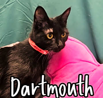 Photo of Dartmouth