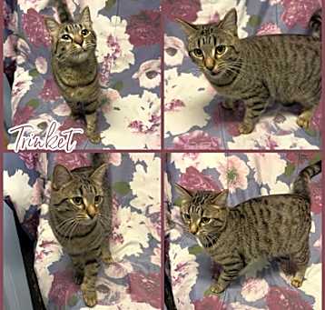 Photo of Trinket