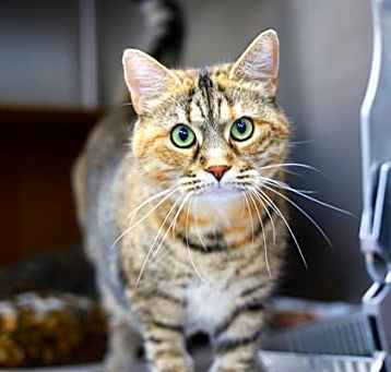 Photo of Silina