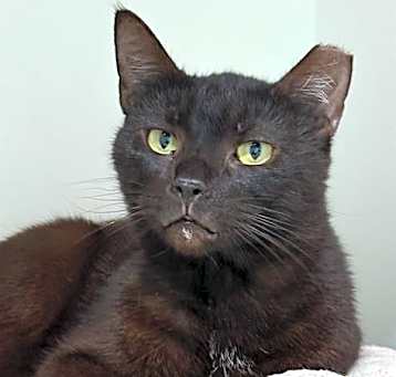 Photo of BROWNIE