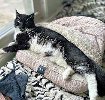 Photo of Whiskers