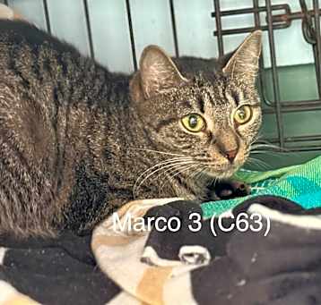 Photo of Marco 3 (C63)