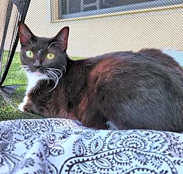 Photo of Luna