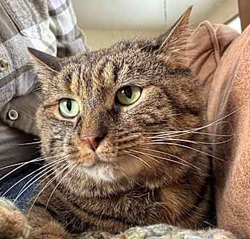 Photo of Paisley