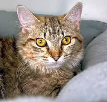 Photo of Nala