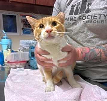 Photo of Taco