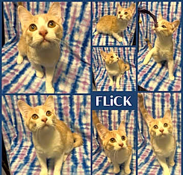 Photo of Flick