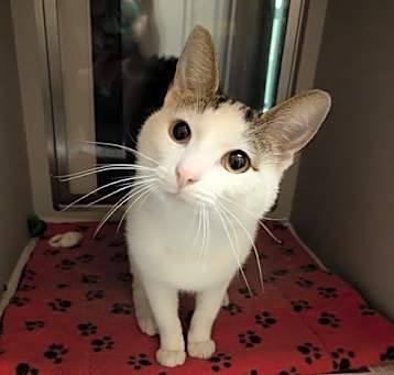 Photo of Sampson