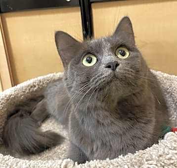 Photo of Azul