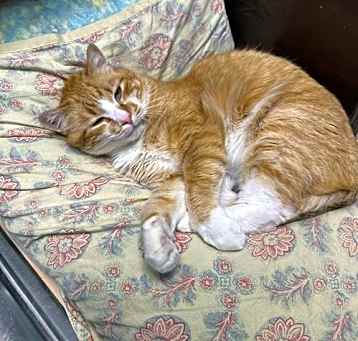 Photo of Stanley