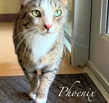 Photo of Phoenix