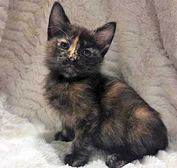 Photo of Tator