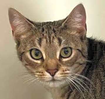 Photo of Hazel Litchfield - adopt w/ Poppy, and poss Willow
