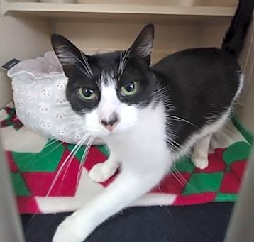 Photo of Domino