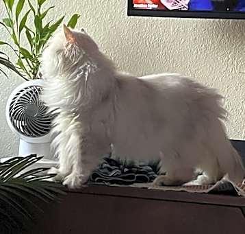 Photo of "TIP"/TIPPY" Mr.Tips!