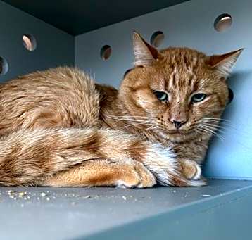 Photo of Sunbeam