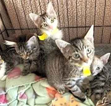 Photo of ABANDONED KITTENS-FOSTERS NEEDED URGENTLY!