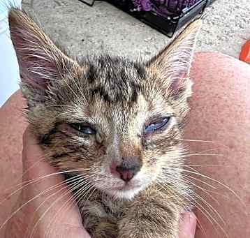 Photo of FOSTERS NEEDED FOR KITTENS!