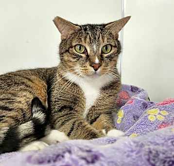 Photo of Kitty