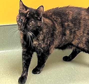 Photo of Roe 