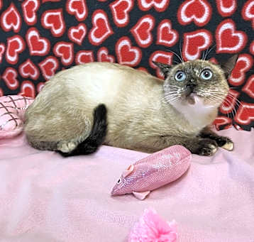 Photo of Freya