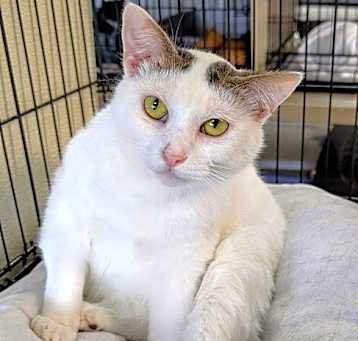 Photo of Kismet