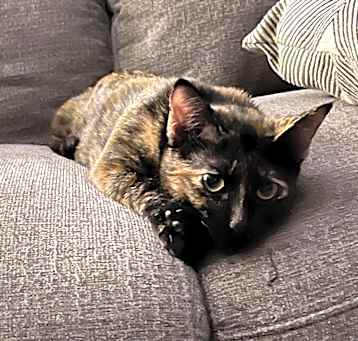 Photo of Lady
