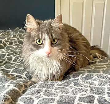 Photo of Garbanzo Bean