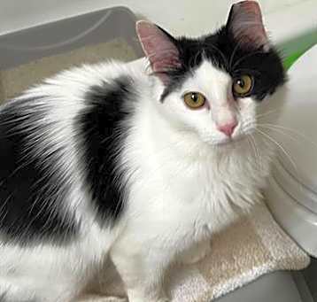 Photo of MAPLE