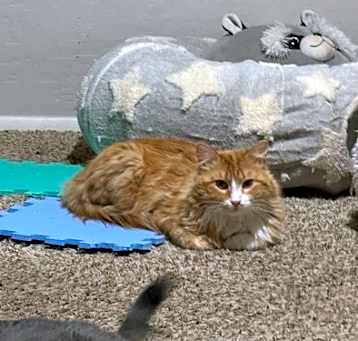 Photo of Marmalade