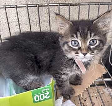 Photo of Echo