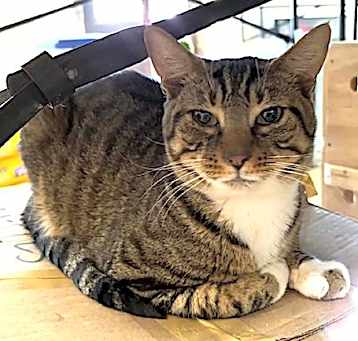 Photo of Skittles