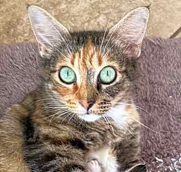 Photo of Astra