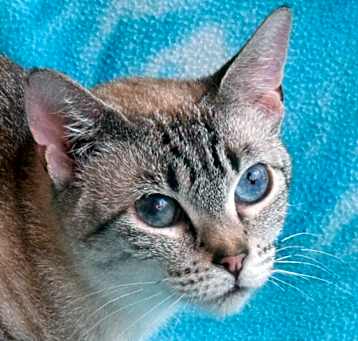 Photo of Momo