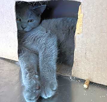 Photo of Little Grey