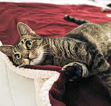 Photo of Calypso