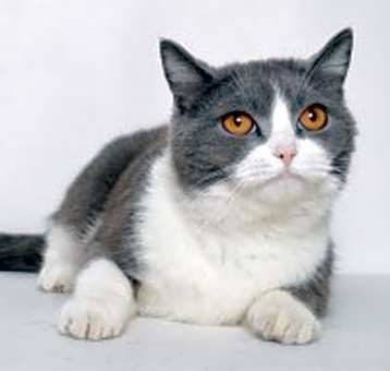 Photo of Knuckles