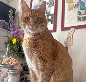 Photo of Jax