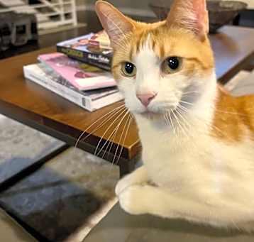 Photo of Tobiko