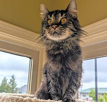 Photo of Tonks