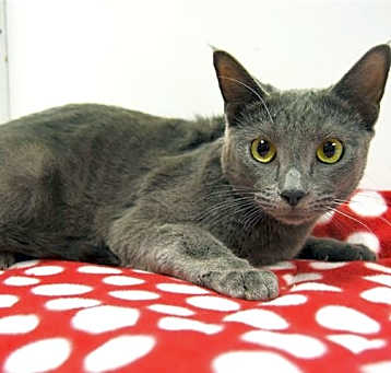 Photo of GRAY BOY