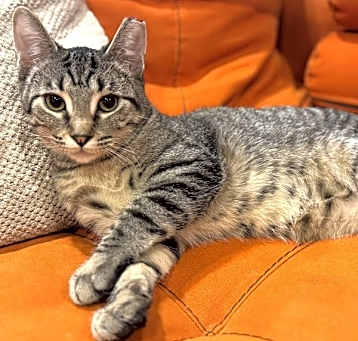 Photo of Topaz -- Bonded Buddy With Ruby