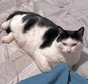 Photo of Mama Kitty