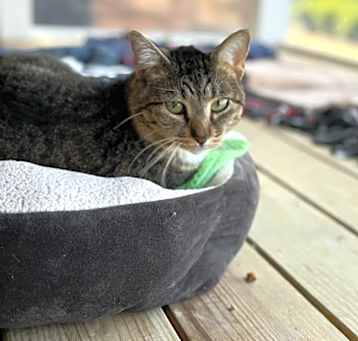 Photo of Flossie