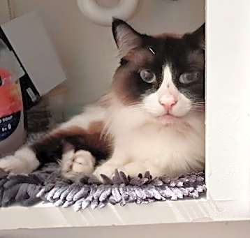 Photo of RICO - Offered by Owner - Ragdoll