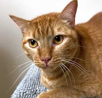Photo of Umber
