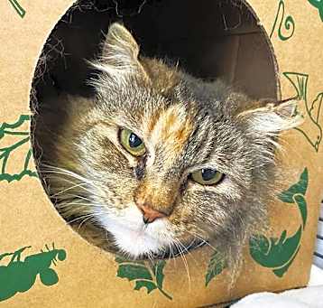 Photo of TAMMY