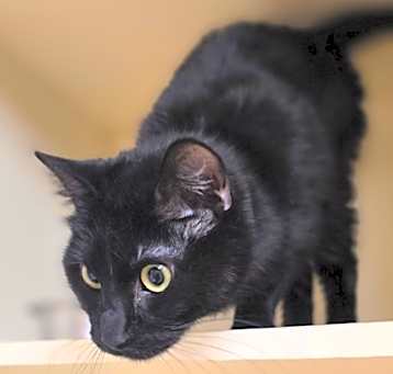 Photo of Gypsy (Kitty Kitty) (Cat Cafe)