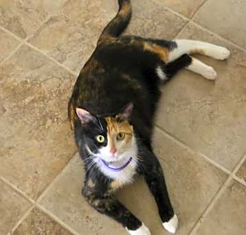 Photo of Posie